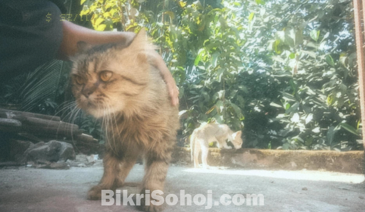 Persian cat